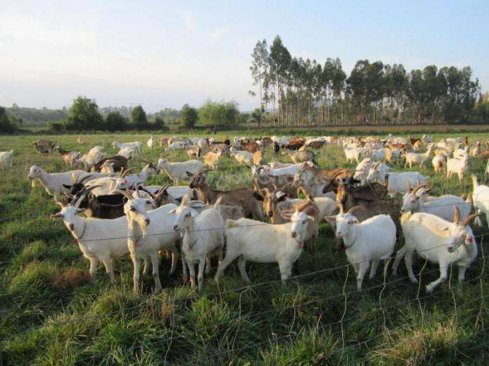 Кормление молочных коз