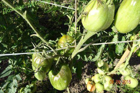 Описание и фото томатов сибирское чудо, их урожайность