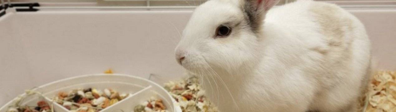Водорастворимые витамины для кроликов