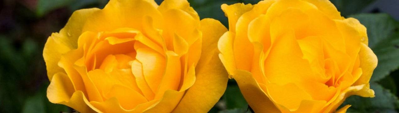 Черные розы: лучшие сорта и правила сочетания с другими растениями в декоре сада