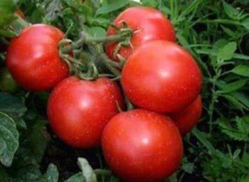 Ранний томат катя выращивай, сил не тратя