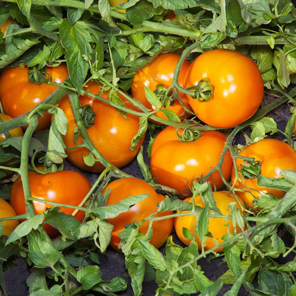 Описание сорта томата туз, выращивание и уход