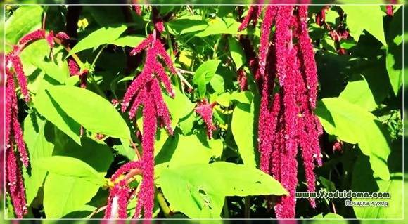 Растение амарант: фото цветов, выращивание из семян, полезные свойства и применение масла щирицы