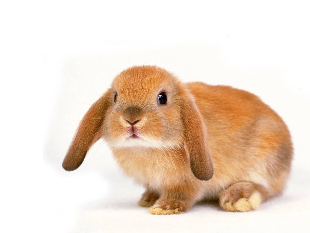 Стоит ли заводить кролика в квартире, плюсы и минусы содержания