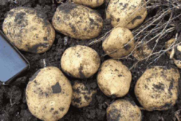 Джувел – урожайный картофель из германии. описание, плюсы, минусы, инструкция по выращиванию