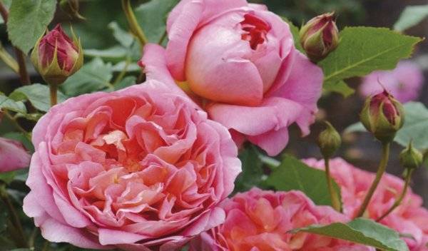 Описание и характеристики роз сорта Клэр Остин, технология выращивания
