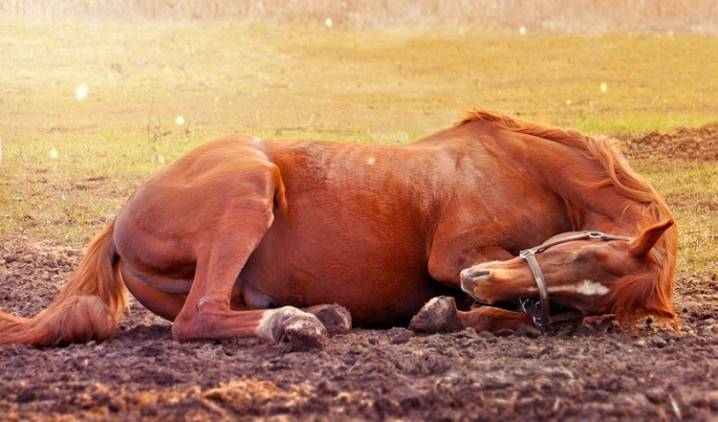 Правда ли, что лошади спят стоя?