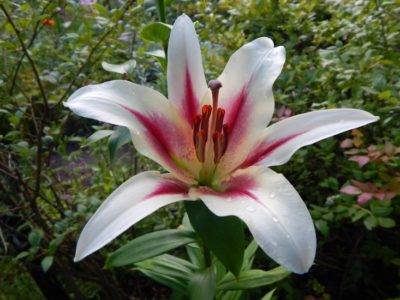 Лилии: фото садовых цветов с описанием