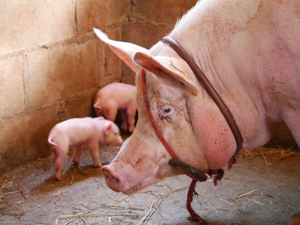 Причины появления красных пятен при болезнях свиней, что делать и как лечить