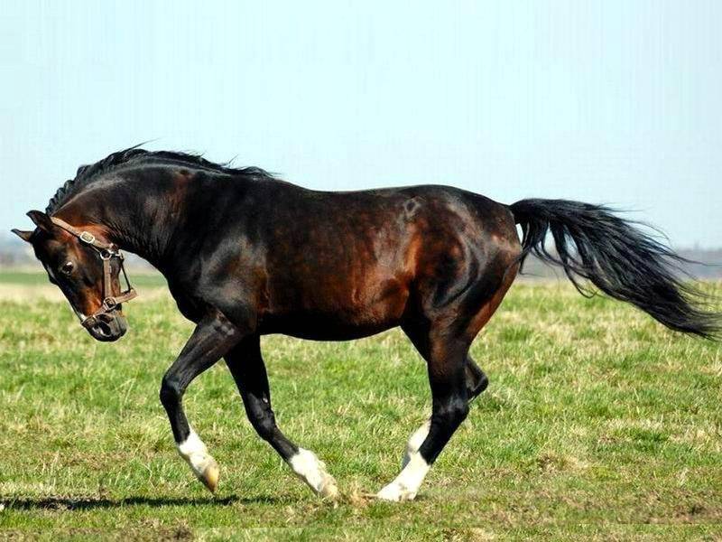 Описание и характеристики лошадей породы шайр, условия содержания и разведение