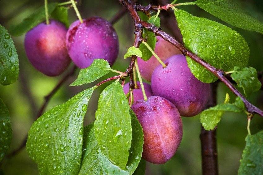 Чем подкормить плодоносящую сливу и абрикос, чтобы плоды были крупнее