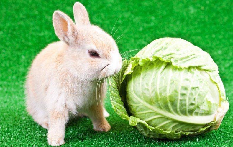 Можно ли кроликов кормить капустой и в каком количестве ее давать