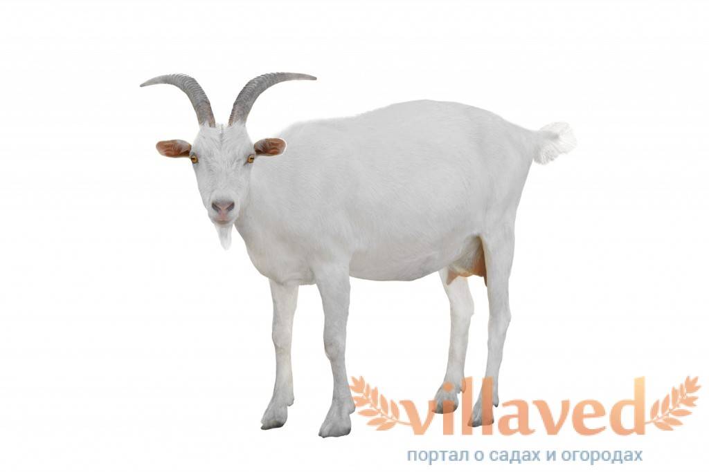 У козы шишка на шее: что это может быть, как обнаружить и правильно лечить