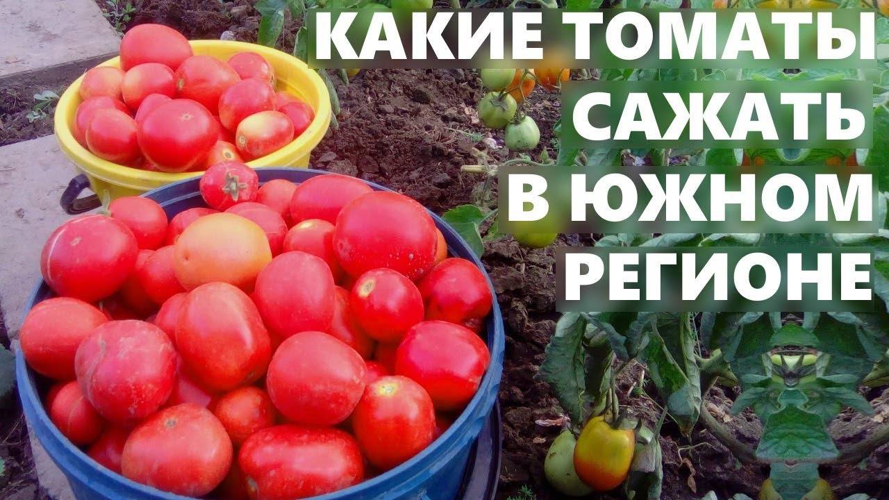 Любимый многими томат «подарочный»: описание и особенности сорта