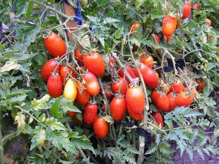 Советы опытных садоводов по выращиванию томата «розовое сердце»