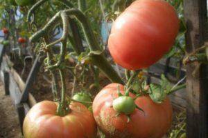 Сорт томата «красный купол»: описание, характеристика, посев на рассаду, подкормка, урожайность, фото, видео и самые распространенные болезни томатов