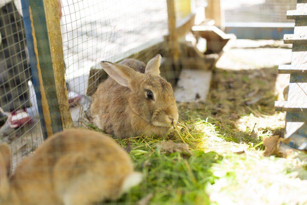 Содержание кроликов: подробная инструкция по разведению и уходу за кроликами (видео + фото)