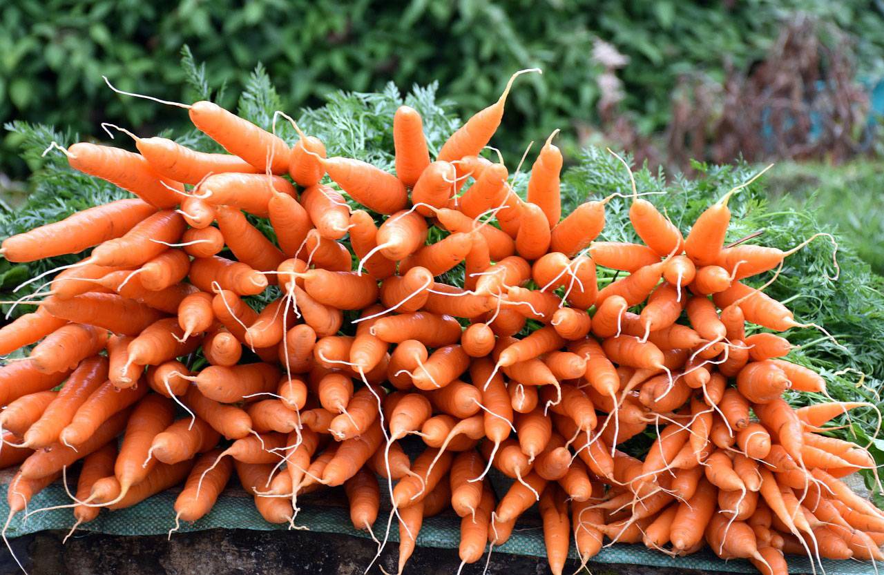Посадка моркови: семена, удобрения, защита от болезней и вредителей