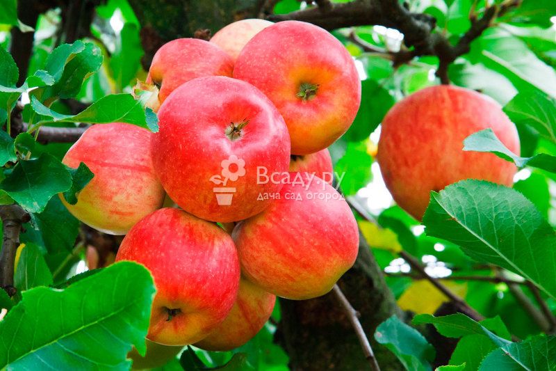 Особенности посадки яблонь в сибири