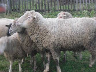 Характеристика овец породы прекос