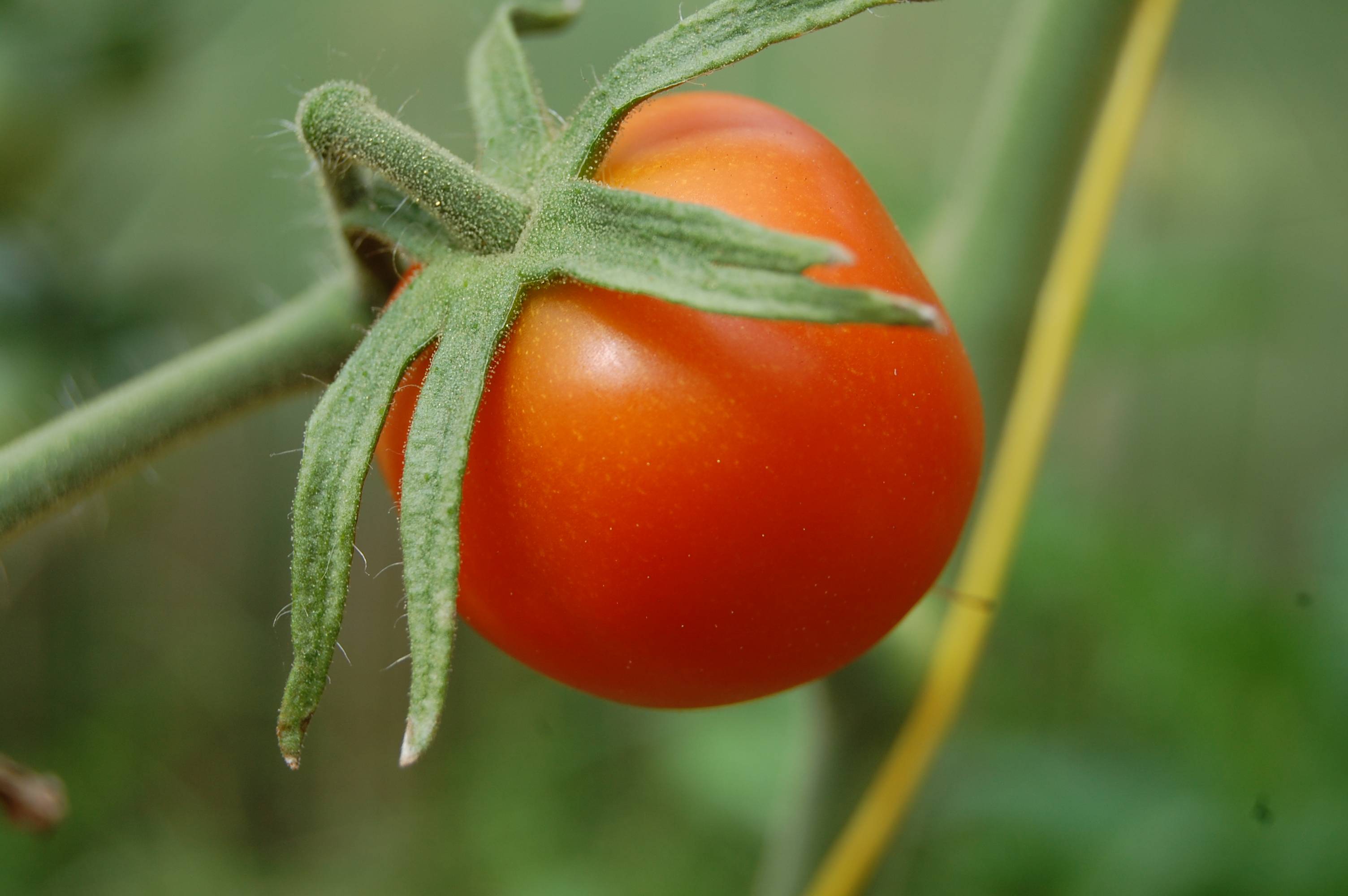 Правила выращивания томата хлебосольный
