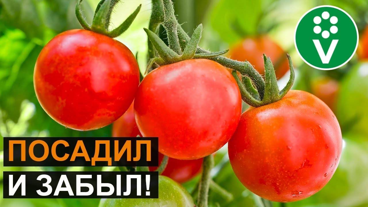 Белорусский томат Кроха