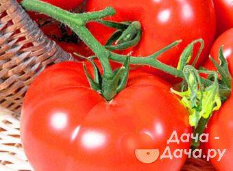 Неприхотливый и некапризный сорт, требующий минимального ухода — томат «толстушка»: выращиваем без хлопот