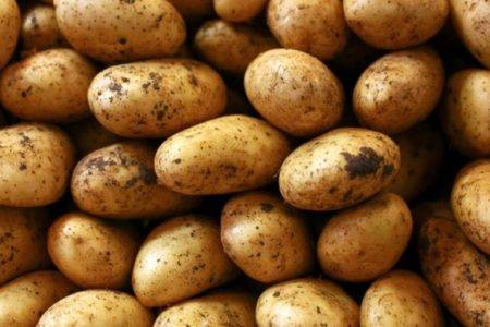 Шедевр немецкой селекции — картофель сорта гала