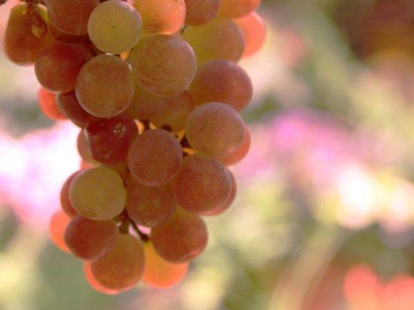 Виноград молдова: описание сорта с характеристиками, фото и отзывами