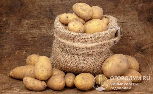 Описание сорта картофеля тулеевский — отзывы овощеводов