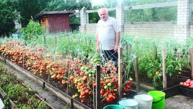 Как часто и правильно поливать помидоры в теплице, виды организации полива томатов