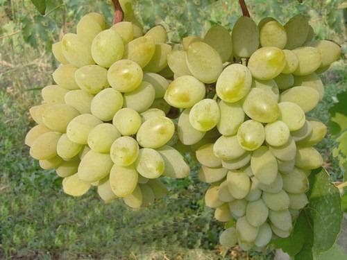 Описание сорта винограда Тимур и характеристика выращивания и ухода