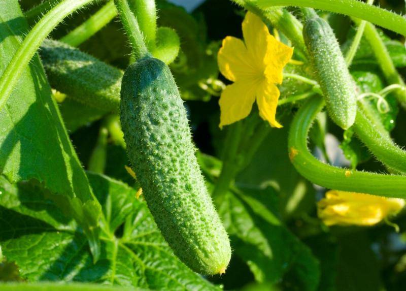 Гибрид огурцов «патти f1»: устойчивость и урожайность сорта