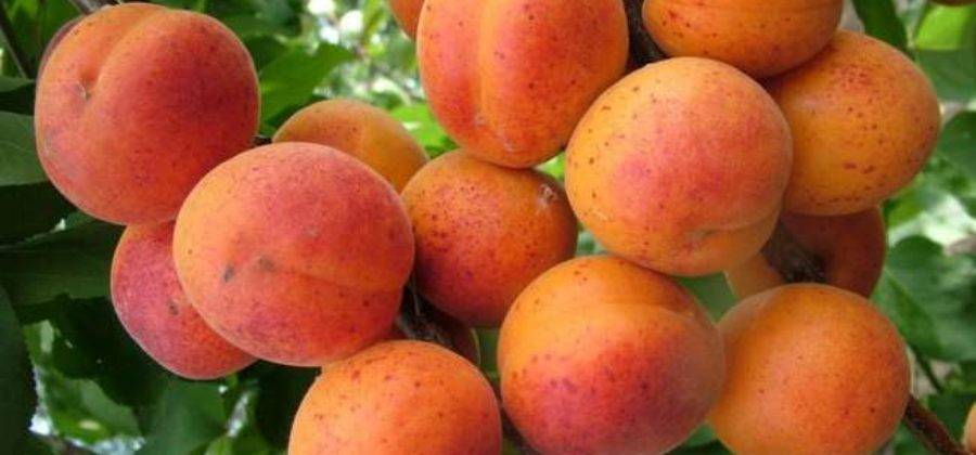 Описание сорта абрикоса краснощёкий, уход, достоинства и недостатки