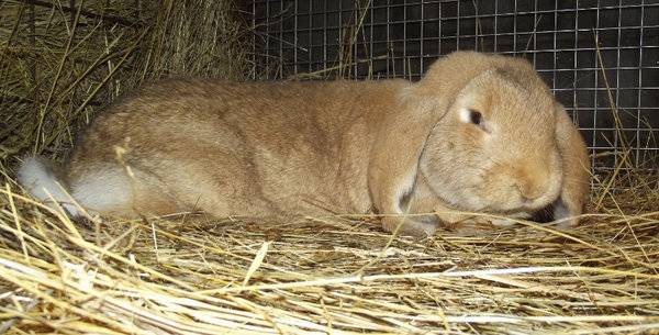 Почему у кролика отказали лапы: причины и лечение