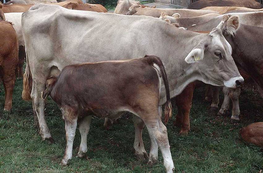 Абердин-ангусская порода коров