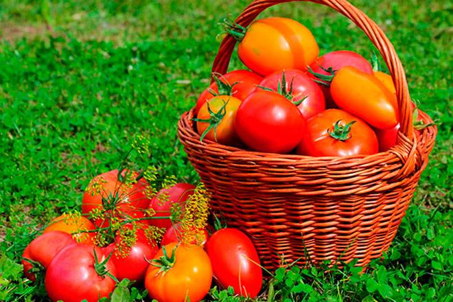 Лучшие сорта томатов для выращивания в подмосковье