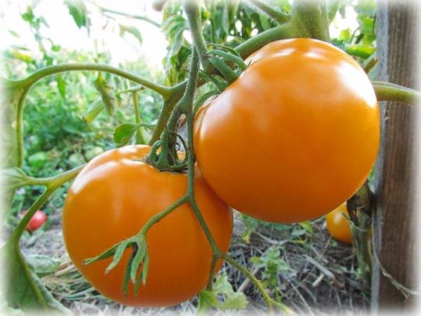 Описание лучших сортов желтых и оранжевых томатов