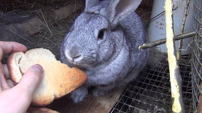 Можно ли кормить кроликов хлебом — польза и вред, как правильно давать