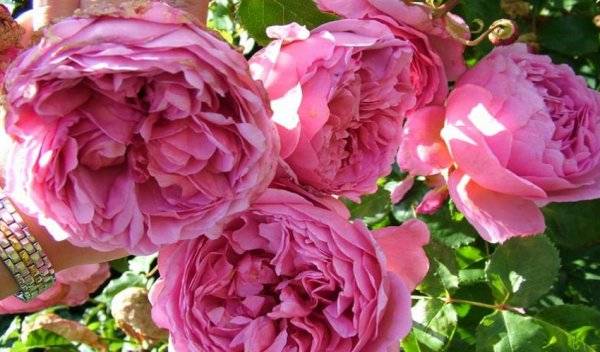 Роза абрахам дерби (abraham darby): описание сорта парковой английской розы, посадка и уход