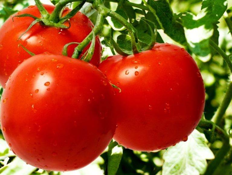Характеристика и описание сорта томата Санька, его урожайность и выращивание