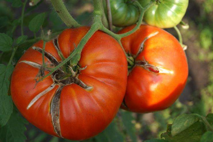 Чем подкормить рассаду помидор в домашних условиях