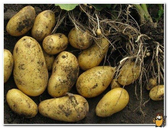 Описание сорта картофеля аврора, фото, отзывы тех, кто сажал