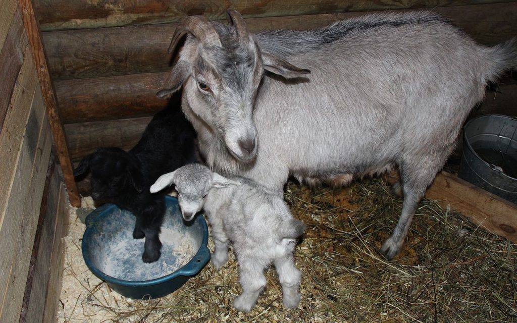 Уменьшение удоев – причины плохой молочности коз