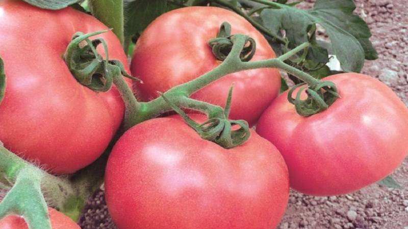 Розовый рай в саду — японский гибридный томат «пинк парадайз»: агротехника, описание и характеристики сорта