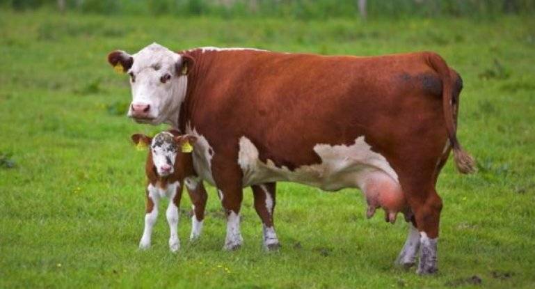 Особенности монбельярдской породы коров
