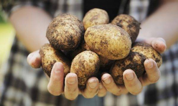 Можно ли употреблять в пищу проросший картофель