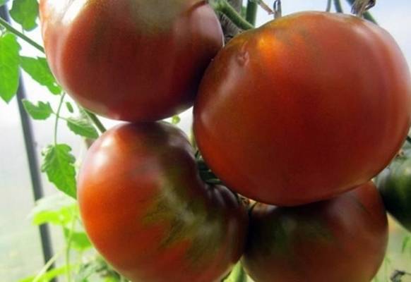Описание сорта томата французский гроздевой, его характеристика и урожайность
