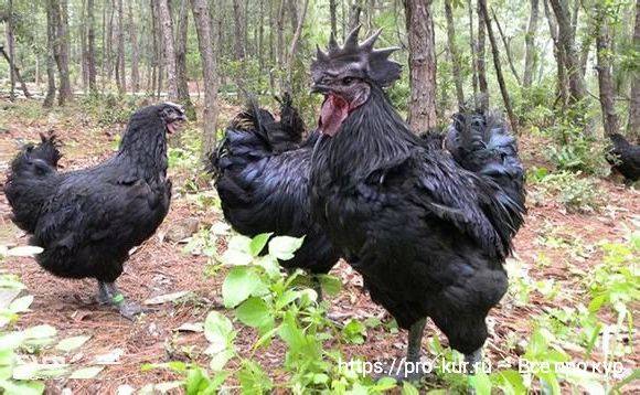 Ухейилюй (лакеданзи): черные куры китайского происхождения с необычными зелеными яйцами. характеристика и особенности породы
