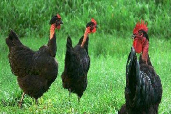 Голошейная порода кур (испанка): содержание и разведение